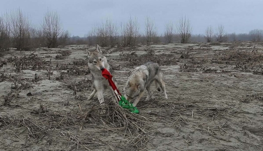 Osservando la superficie accidentata. A Tellaro, Fourteen presenta la rassegna di videoarte