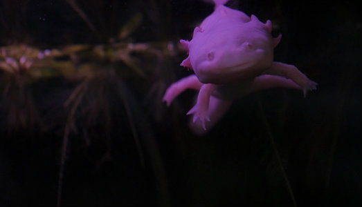 Figli di un’Europa in movimento. Leonardo Bigazzi ci racconta la settima edizione di VISIO