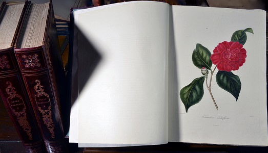 Trenta librerie per i tesori dell’editoria di tutti i tempi. A Milano tornano i volumi antichi e di pregio, insieme a una serie di talks e mostre Trenta librerie per i tesori dell’editoria di tutti i tempi. A Milano tornano i volumi antichi e di pregio, insieme a una serie di talks e mostre