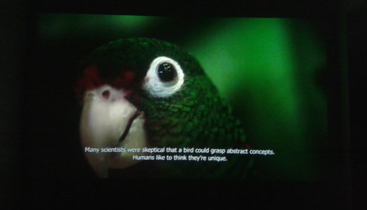 Pappagalli per Manifesta. A Palermo, la biblioteca Radiceterna apre con Allora&Calzadilla