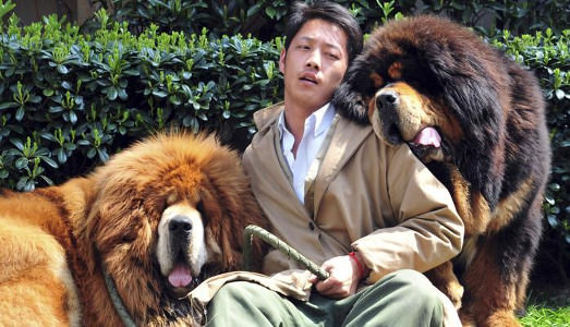 Che c’entra un cane con il mercato dell’arte? |