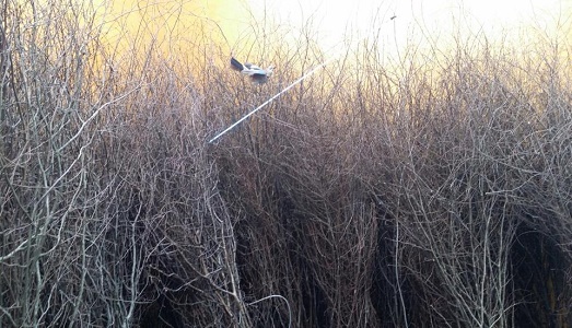 Parigi/6. Meglio FIAC di Frieze ma anche alla fiera francese, nonostante la presenza di gallerie italiane, gli artisti del Belpaese scarseggiano