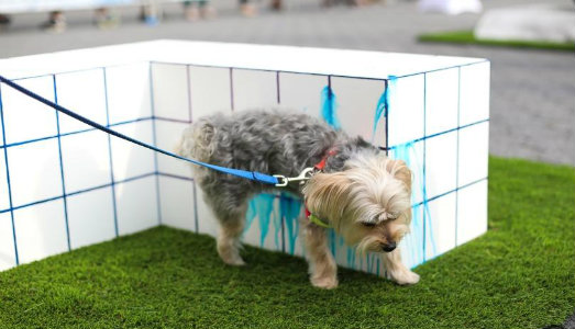 Quell’inaugurazione di una mostra da cani. A New York, dOGUMENTA apre una nuova era dell’arte