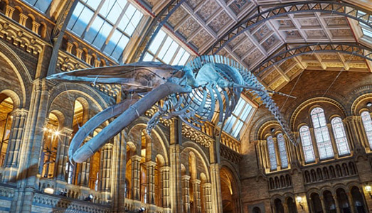 Le sterline insanguinate del Natural History Museum