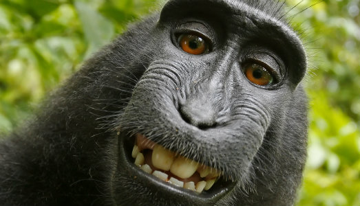 Naruto contro Slater, atto finale. Si avvia alla conclusione la disfida del Selfie del Macaco