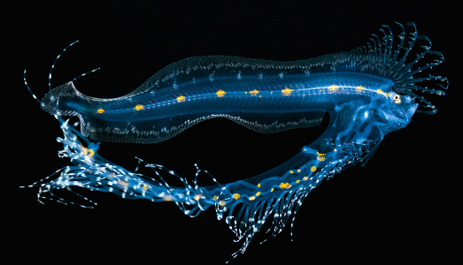 Che vita incredibile sotto il mare!