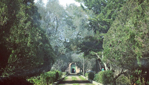 Omaggio agli alberi caduti. In Puglia, il progetto di performance e laboratori di Lac O Le Mon