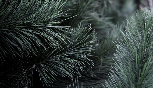 Il Padiglione della Nuova Zelanda diffonderà in tutta Venezia la voce delle cose scomparse