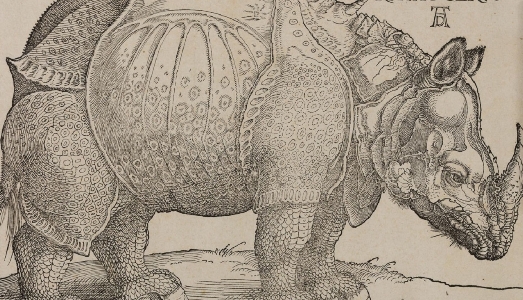Un rinoceronte a Palazzo Sturm. Che riapre con Albrecht Durer e la collezione Remondini