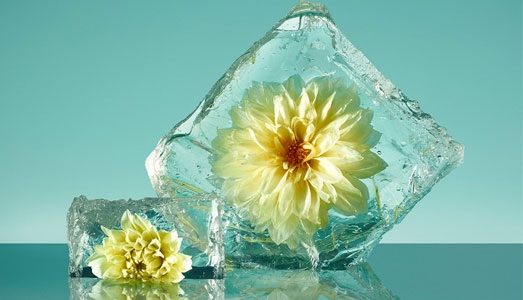 I fiori congelati  | di Paloma Rincon