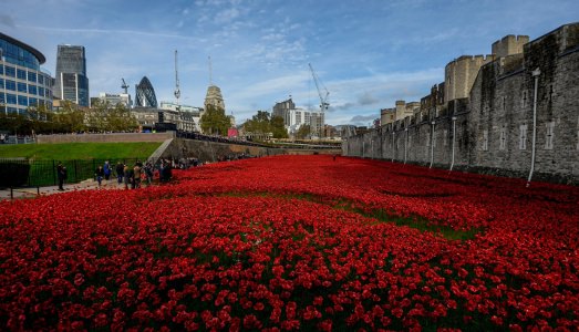 Papaveri al veleno Papaveri al veleno