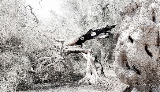 Al Parlamento Europeo, una mostra per raccontare l’apocalisse salentina della Xylella Al Parlamento Europeo, una mostra per raccontare l’apocalisse salentina della Xylella