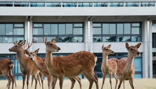 I cervi di Nara