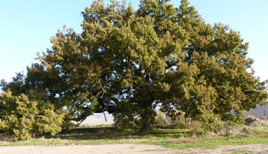 Un bene culturale vivo. La Quercia delle Checche diventa il primo monumento verde