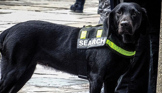 Cani per le antichità