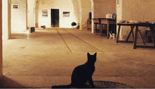 Il frutto della ricerca. A Specchia, Palazzo Coluccia apre i suoi nuovi spazi a sei artisti