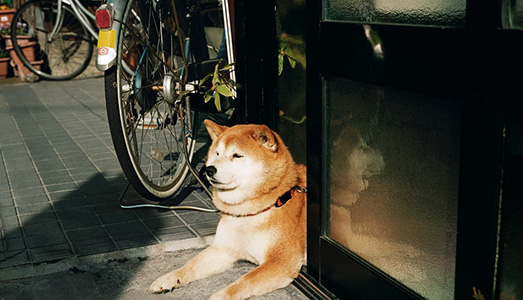 Sedici volte in Giappone