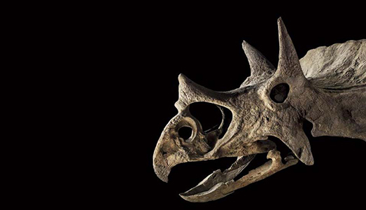 Carissimi fossili Carissimi fossili