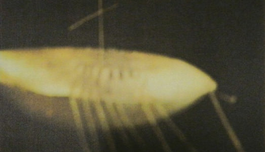 Fino al 22.XI.2015 | Cy Twombly Photographer | American Academy in Rome, Roma Fino al 22.XI.2015 | Cy Twombly Photographer | American Academy in Rome, Roma