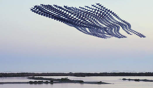 Volare, oh oh | tra uccelli veri e digitale Volare, oh oh | tra uccelli veri e digitale