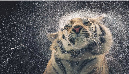 Umano, troppo. A Napoli, il progetto fotografico di Tim Flach commemora una specie in rovina
