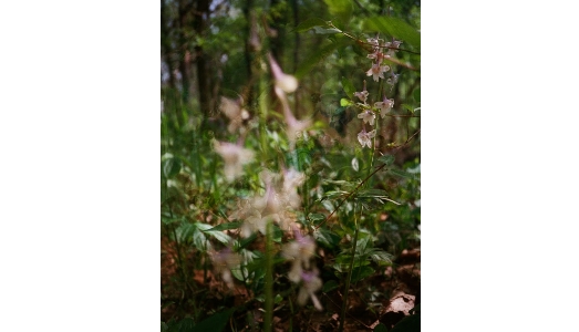 Sam Falls e la natura, | per Antinori
