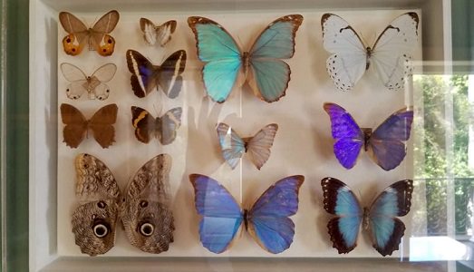 Wikipedia ha lanciato un progetto per la digitalizzazione della collezione del Museo di Rio