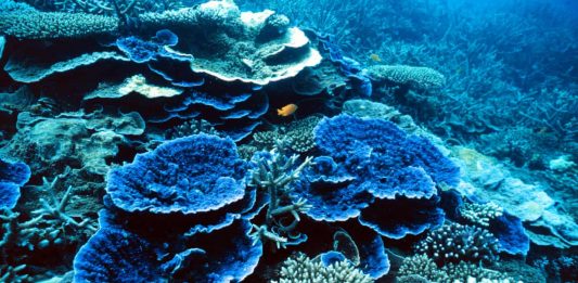 I mondi subacquei di Roger Grace