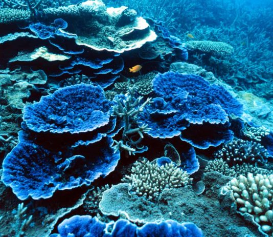 I mondi subacquei di Roger Grace