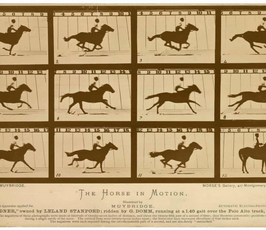 Le fotografie iconiche delle più importanti scoperte scientifiche Fotografia scientifica di Eadweard Muybridge