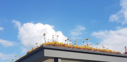 Salvate le api alla pensilina del bus