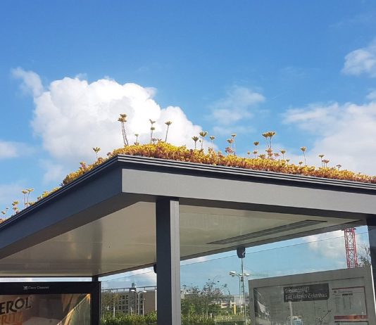 Salvate le api alla pensilina del bus