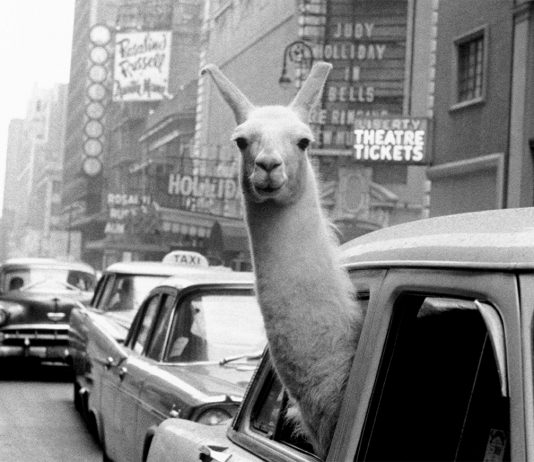 Inge Morath a Palazzo Ducale di Milano