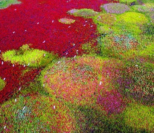 I 29 nuovi siti nella Lista del Patrimonio Mondiale dell’Unesco I nuovi siti inseriti nella lista del Patrimonio Mondiale dell'Unesco