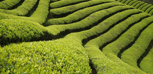 Dalla Cina a Treviso, per il Premio Carlo Scarpa per il Giardino Un'opera al Premio Carlo Scarpa