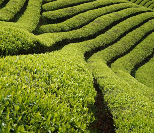 Dalla Cina a Treviso, per il Premio Carlo Scarpa per il Giardino Un'opera al Premio Carlo Scarpa