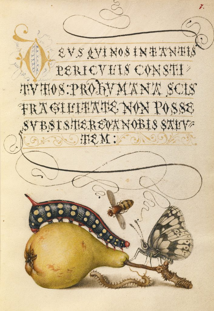 Quarto posto per la miniatura di Joris Hoefnagel, “Mira calligraphiae monumenta, fols.” (1-129 scritto nel 1561–1562; le miniature vennero aggiunte tra il 1591 e il 1596). (courtesy The J. Paul Getty Museum