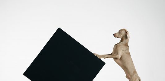 William Wegman al MASI Lugano William Wegman Constructivism 2014 Stampa ai pigmenti Proprietà dell’artista © William Wegman