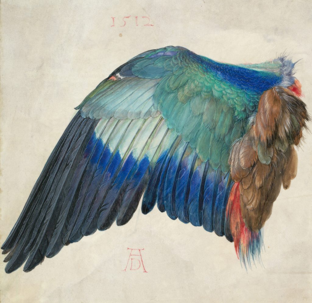 Albrecht Durer, "Left Wing of a Blue Roller", c. 1500. © The Albertina Museum, Vienna
