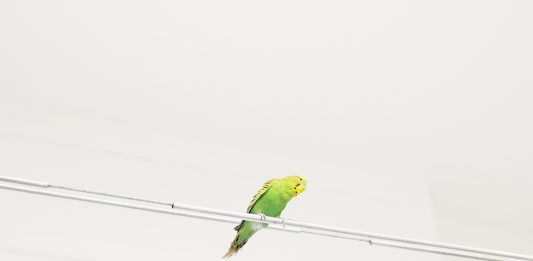 Spazio ORR: il nuovo artist run space di Brescia, al gusto champagne