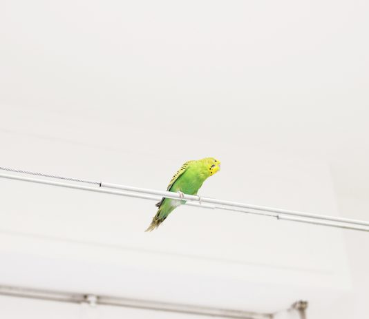 Spazio ORR: il nuovo artist run space di Brescia, al gusto champagne