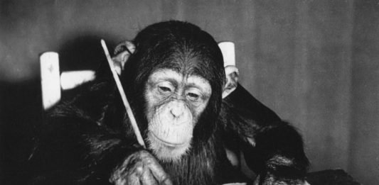 In mostra a Londra i quadri di Congo, la scimmia pittrice degli anni ’50 Congo, lo scimpanzè pittore