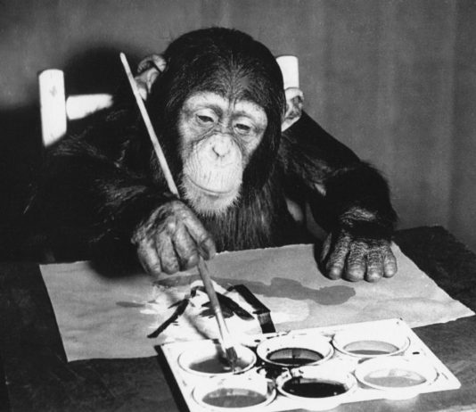 In mostra a Londra i quadri di Congo, la scimmia pittrice degli anni ’50 Congo, lo scimpanzè pittore