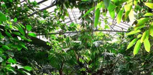 All’Orto Botanico di Roma, arte e ambiente in dialogo per il Laboratorio Oceanico