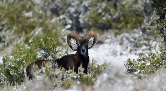 Daniele Lorrai – Wild Mediterranean Islandhttps://www.exibart.com/repository/media/2019/11/77377_09122012-FERAS2034201200x800-696x385.jpg