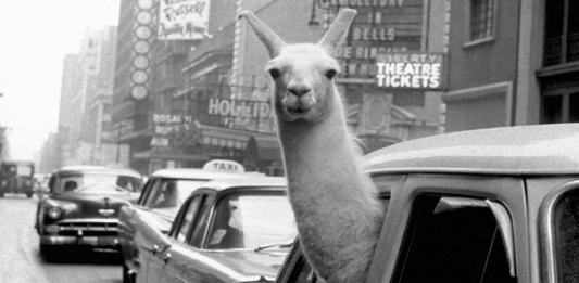 Inge Morath. La vita. La fotografia