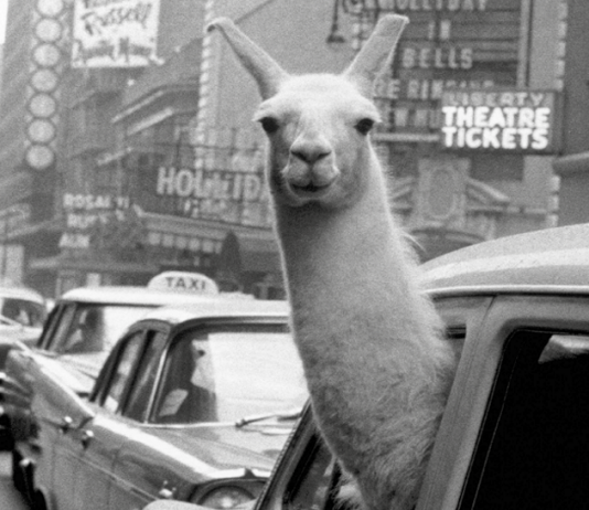 Inge Morath. La vita. La fotografia