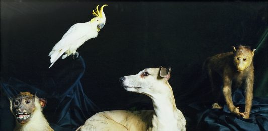 Amici fedeli. Cani e uomini. La mostra a Monaco Nature Morte (Helden)Nadin Rüfenacht Burgdorf / Schweiz, 2005 Foto auf Aluminium Sammlung Würth © Sammlung Würth Foto Philipp Schönborn, München