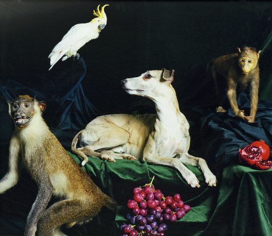 Amici fedeli. Cani e uomini. La mostra a Monaco Nature Morte (Helden)Nadin Rüfenacht Burgdorf / Schweiz, 2005 Foto auf Aluminium Sammlung Würth © Sammlung Würth Foto Philipp Schönborn, München