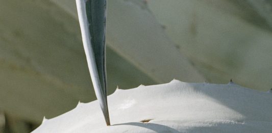 Federico Clavarino e Tami Izko con “Eel Soup” a Viasaterna, Milano Federico Clavarino Viasaterna